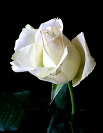 Nadia Kozoris Obituary